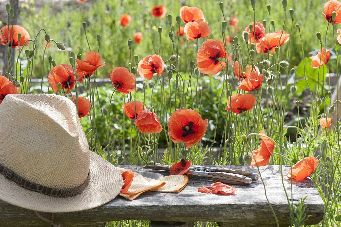 Bank next to Papaver rhoeas