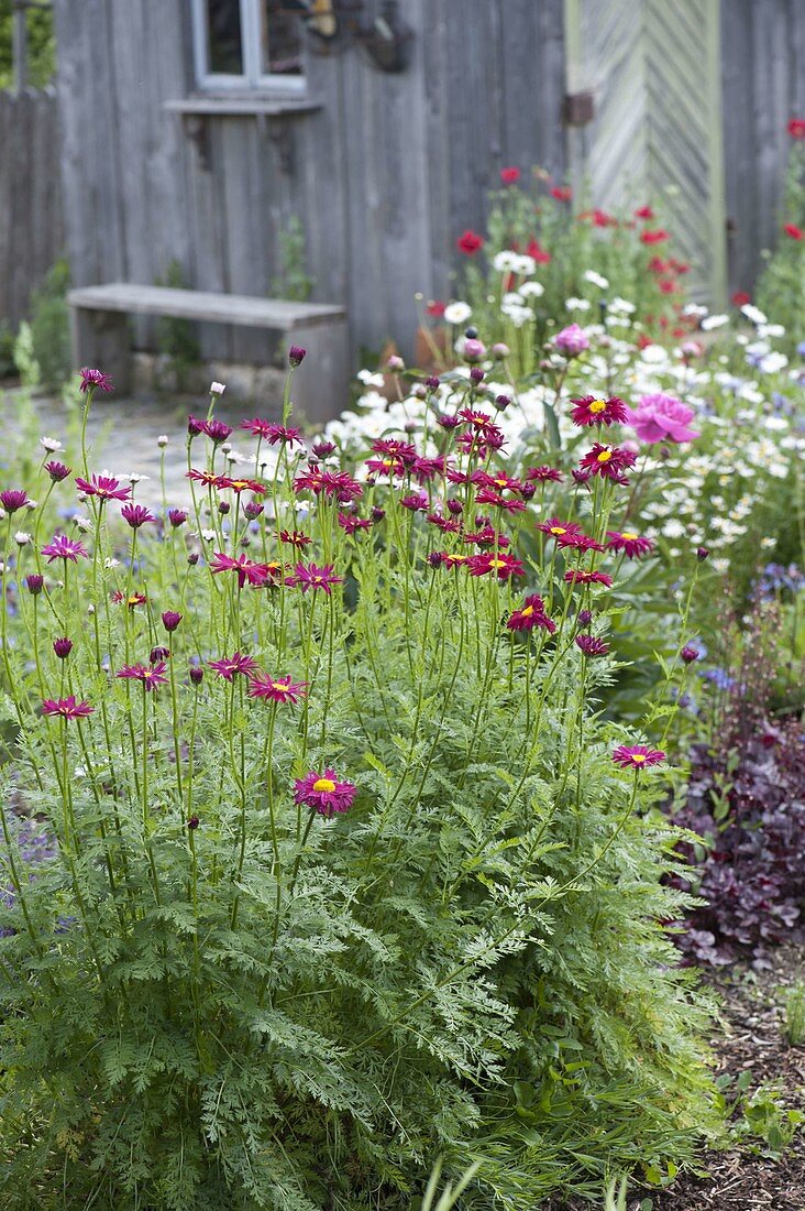 Chrysanthemum coccineum 'Robinson's Red' (Feuermargerite, Bunte Margerite