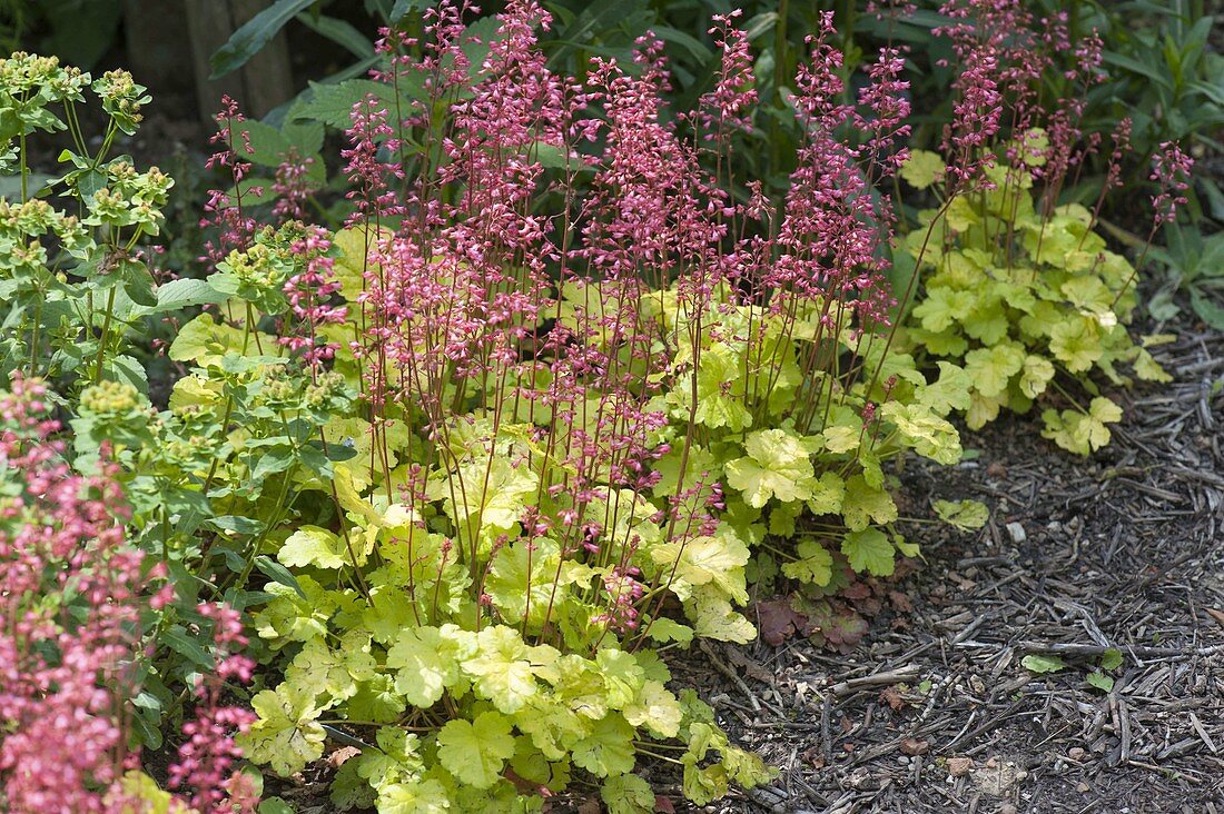 Heuchera 'Lime Marmelade' (Purpurglöckchen) mit gelben Blättern