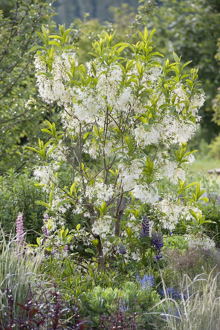 Chionanthus virginicus (snowflake tree)