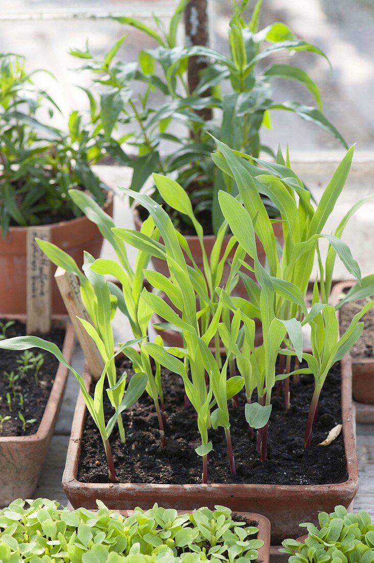 Jungpflanzen von Zuckermais (Zea mays) in Terracotta - Schale