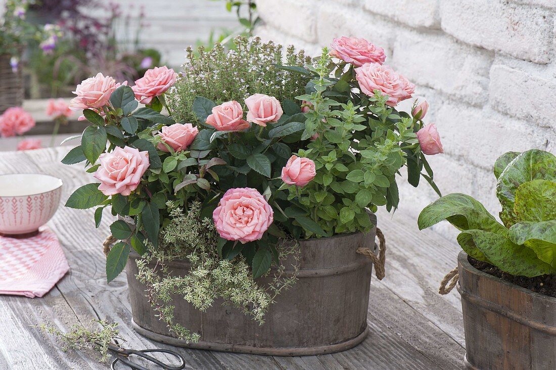 Small wood sink with Rose chinensis, thyme