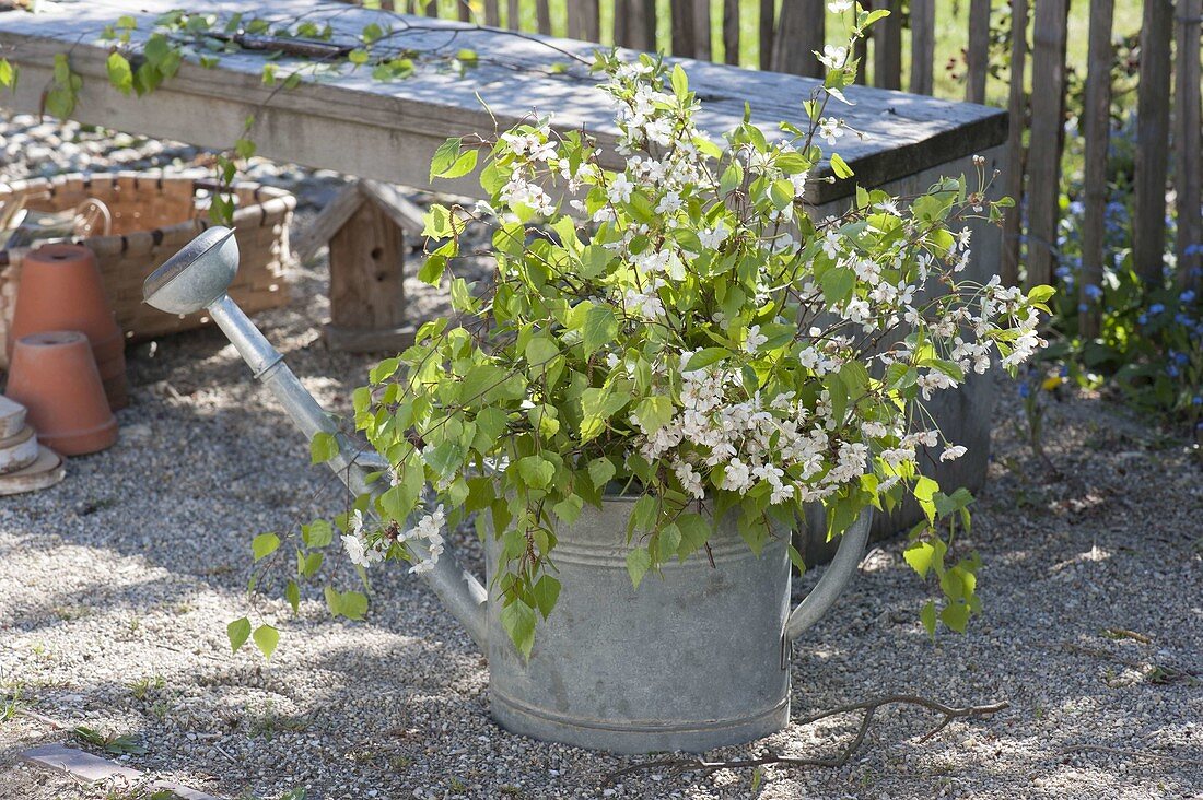 May green, bouquet of twigs of betula (birch) and prunus