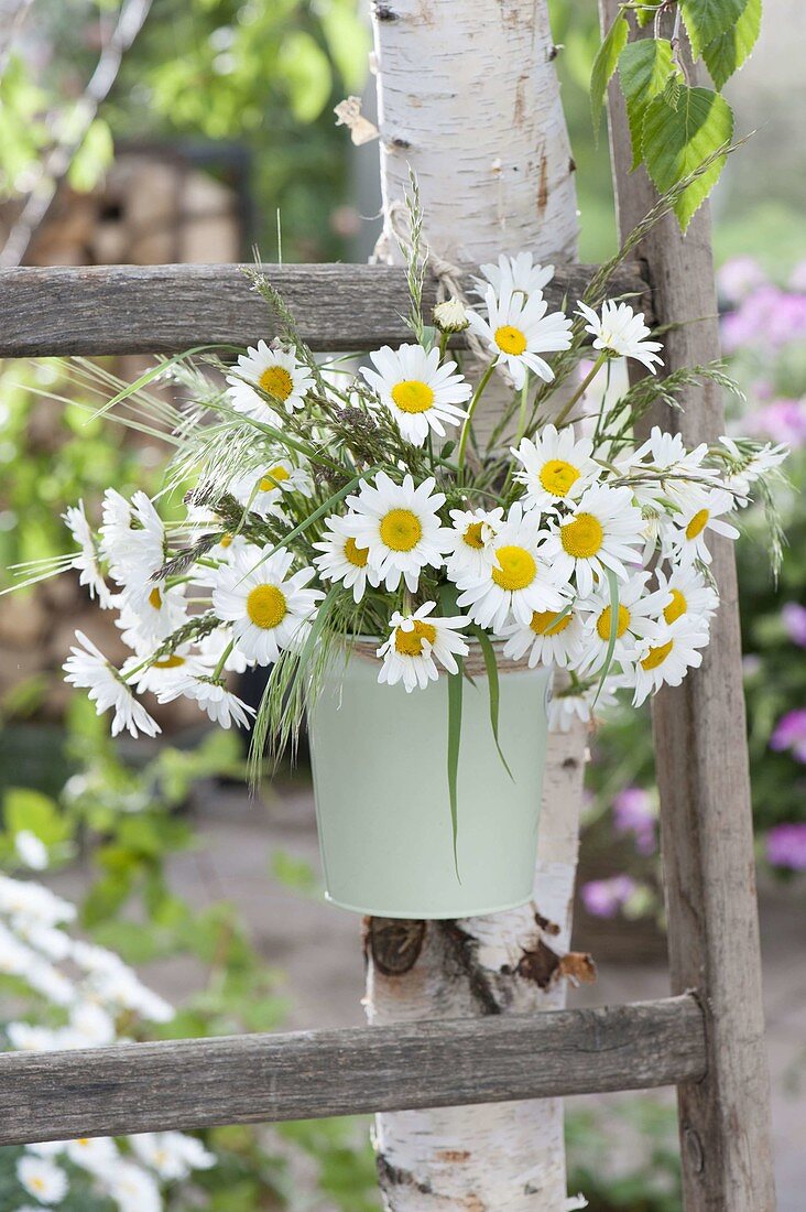 Small bouquet of Leucanthemum vulgare and grasses