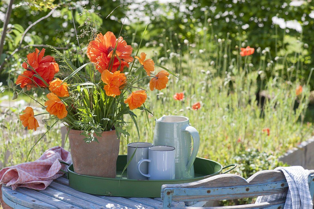 Rot-oranger Strauss in Terracotta-Vase : Papaver rupifragum 'Flore Pleno'