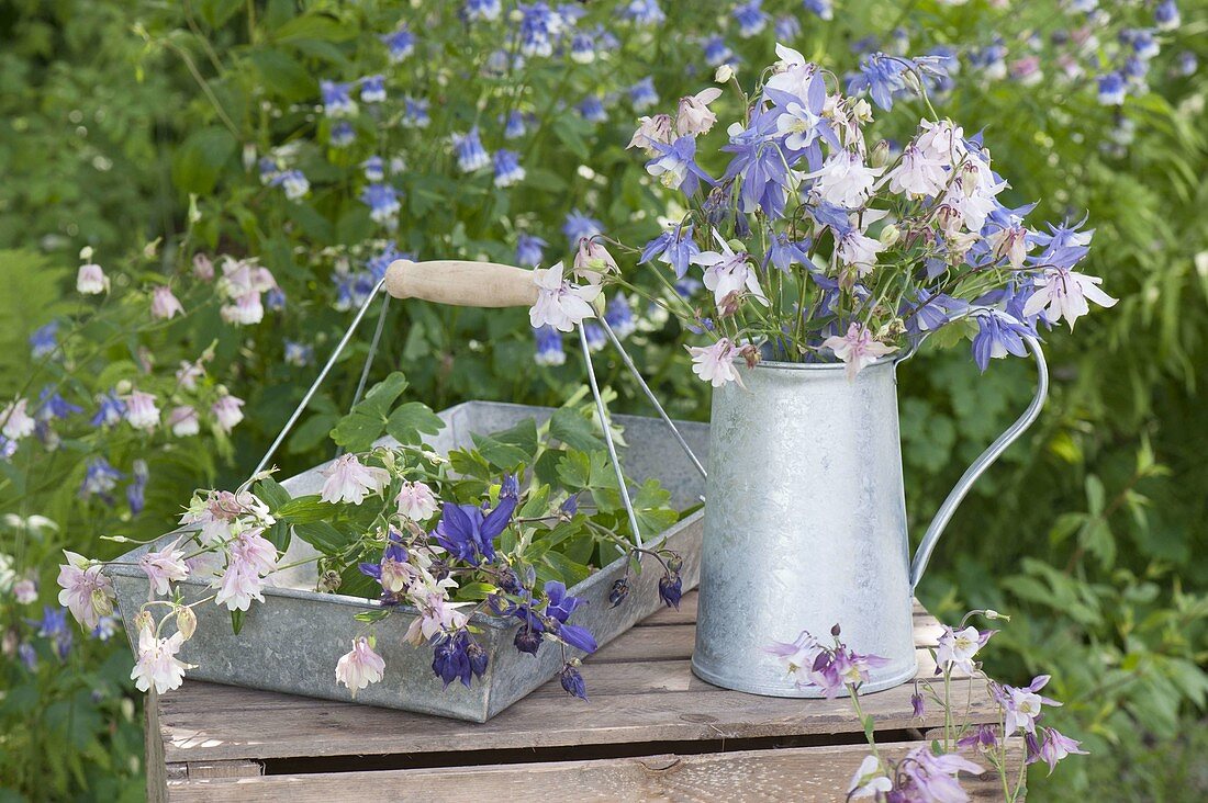 Unfinished bouquet from Aquilegia in zinc jug, freshly cut