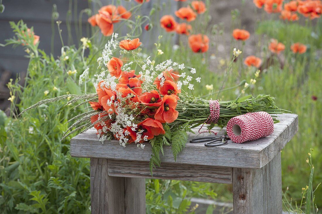 Meadow of Papaver rhoeas, Anthriscus