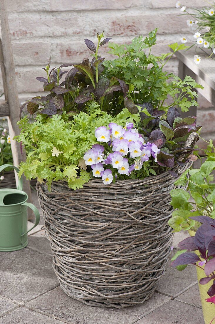 Basket with asian salads, parsley and viola cornuta