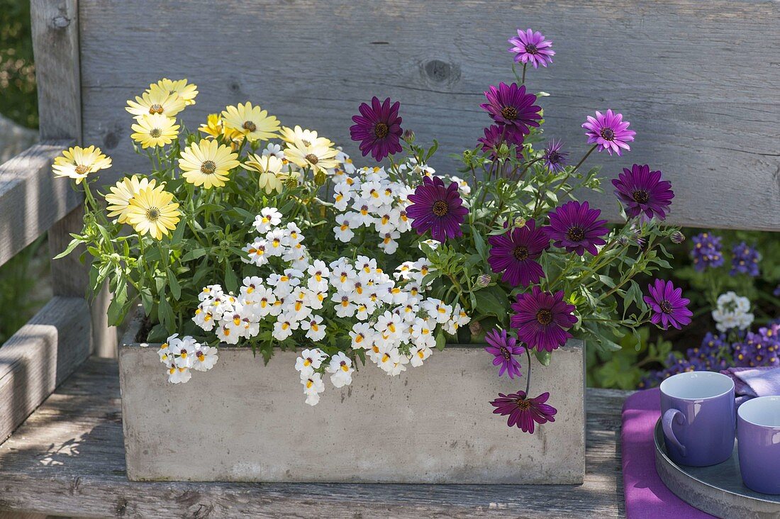 Gray concrete box with Osteospermum 'Yellow', 'Magenta'