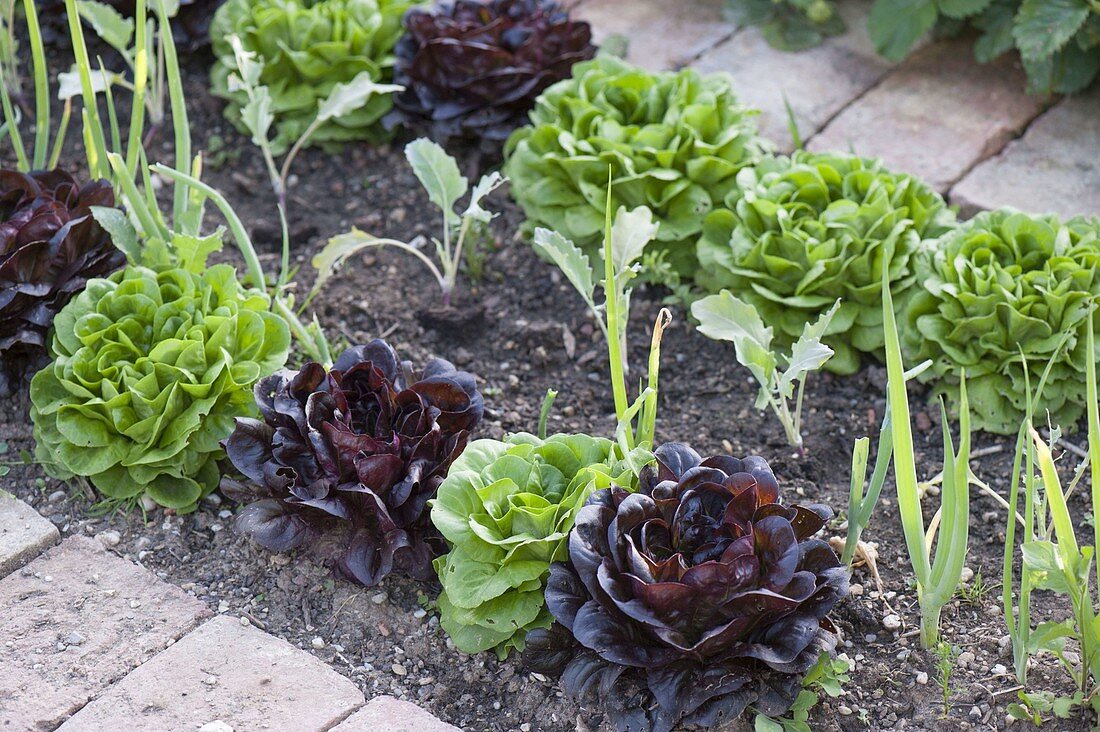 Kopfsalat Salanova 'Descartes' grün, 'Seurat' schwarzrot (Lactuca)