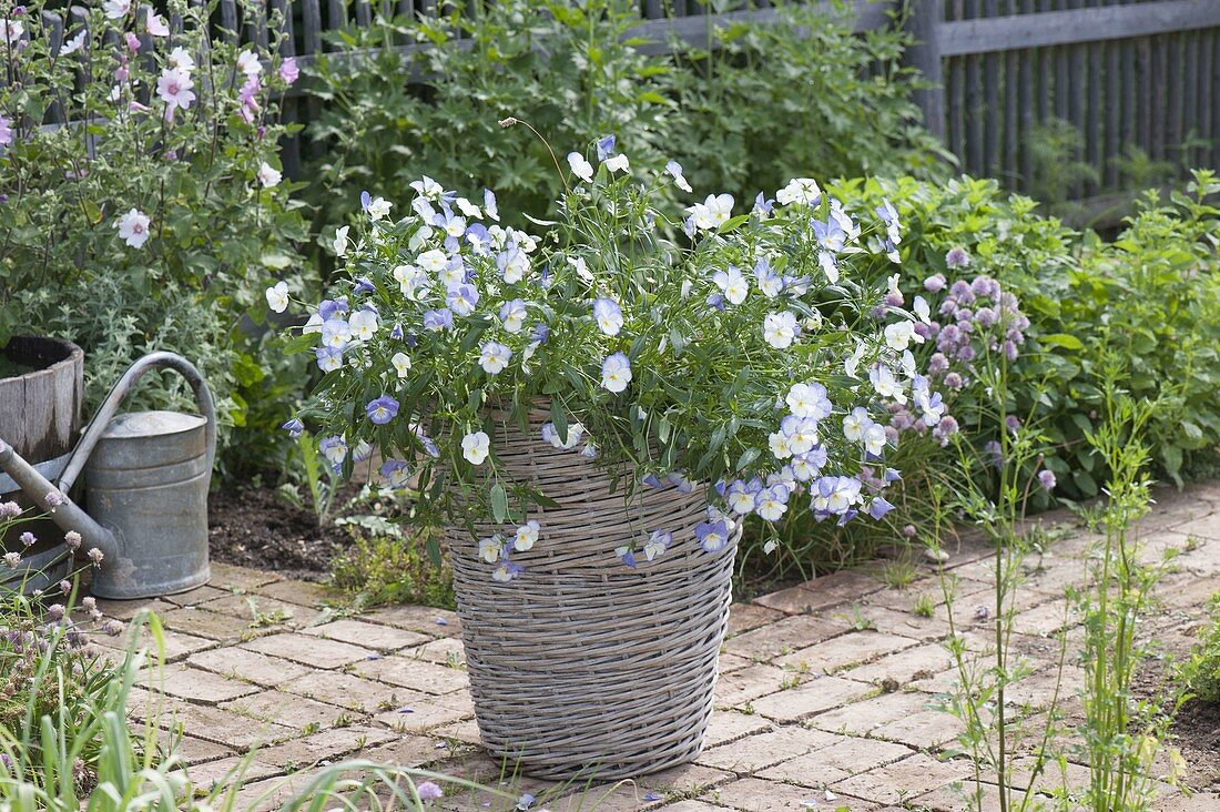 Viola cornuta 'Celestial Blue Moon' (horn violet) in basket