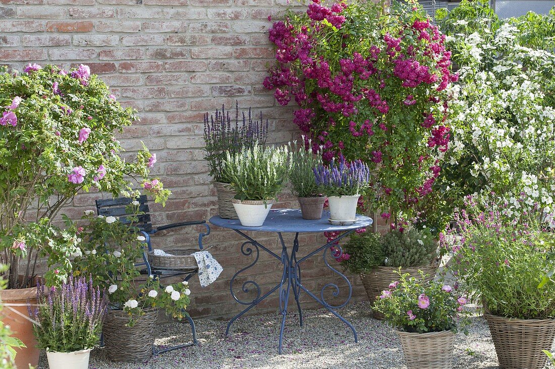 Gravel terrace with pot arrangement on a blue table