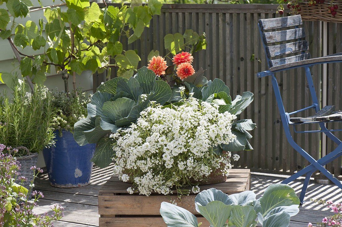 Box with Lobularia 'Primavera Princess', white cabbage