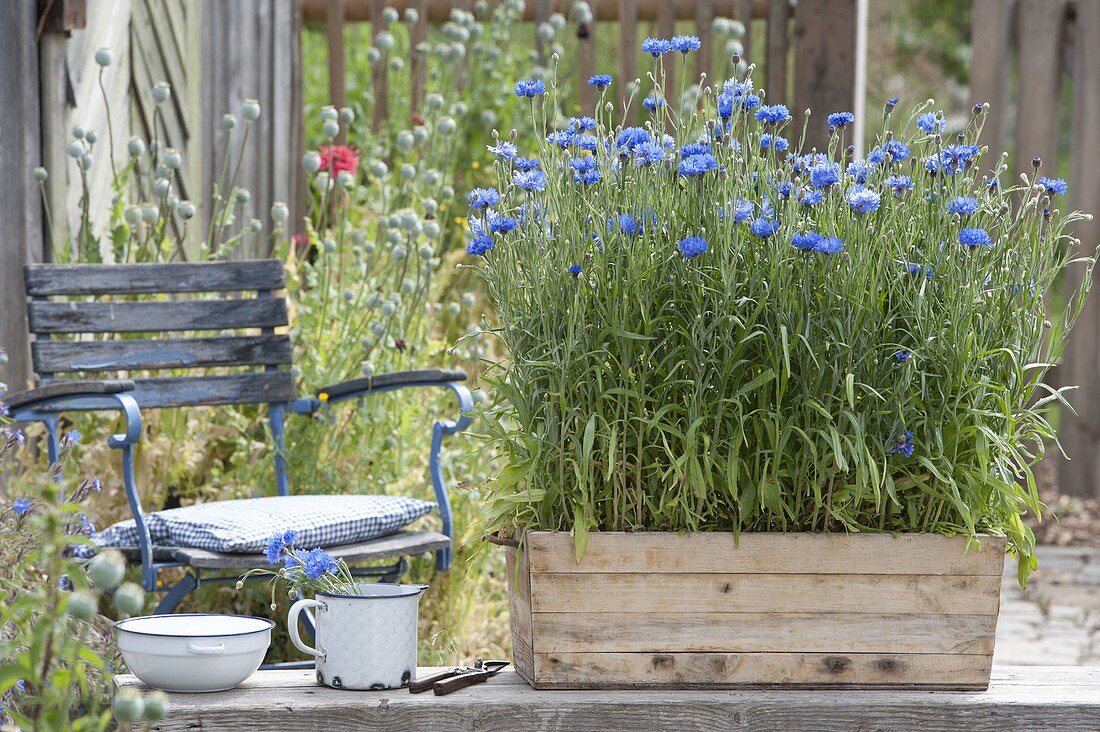 Growing cornflowers in a wooden box