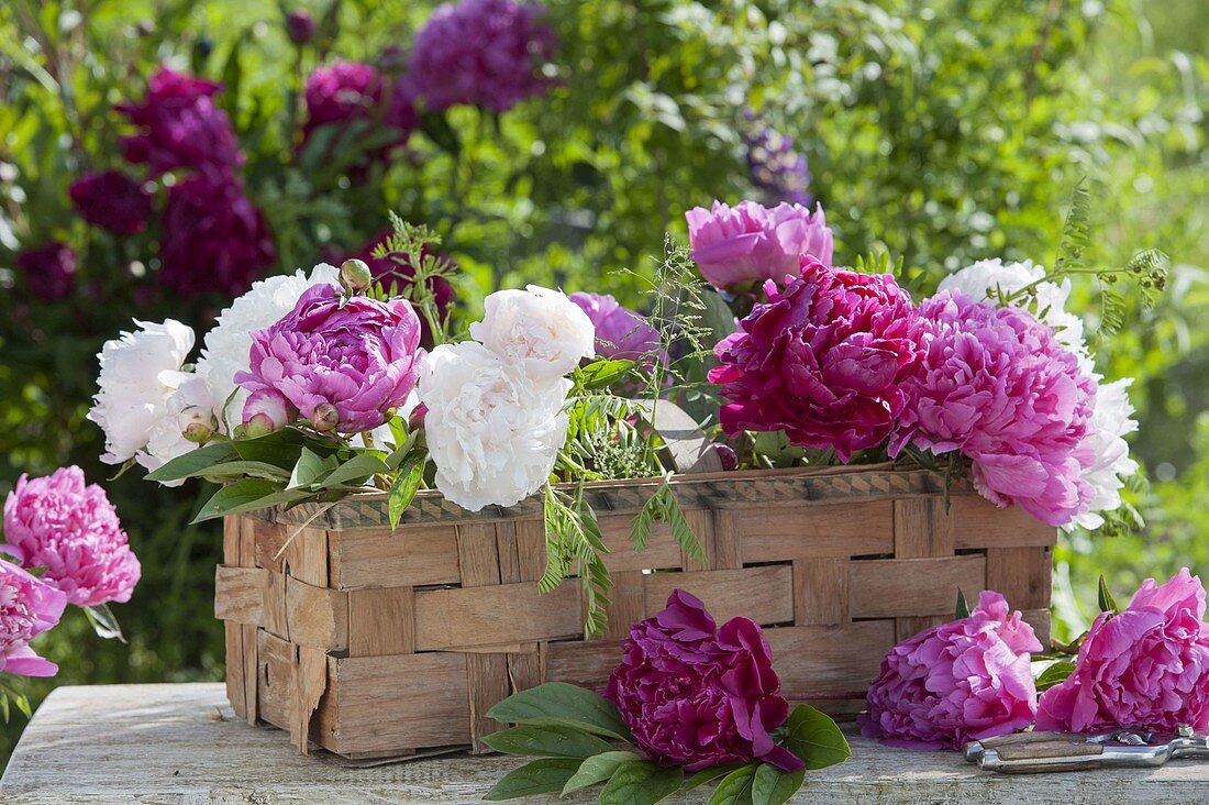 Freshly cut Paeonia (peony) in a spanking basket