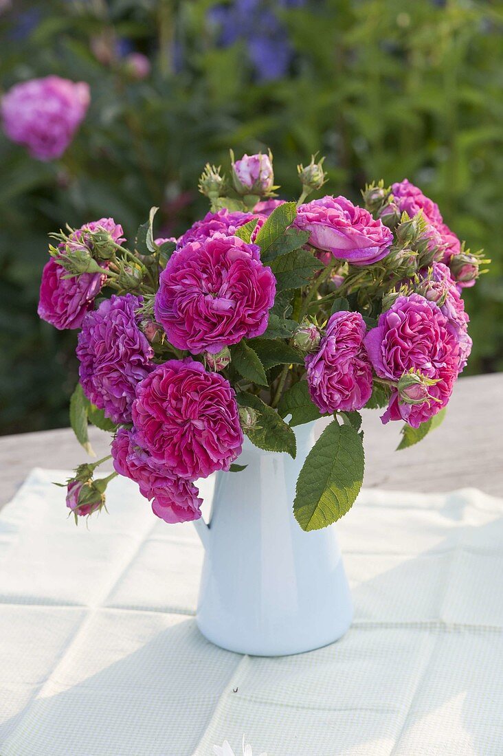 Bouquet of historical pink 'Charles De Mills' (Shrub rose)