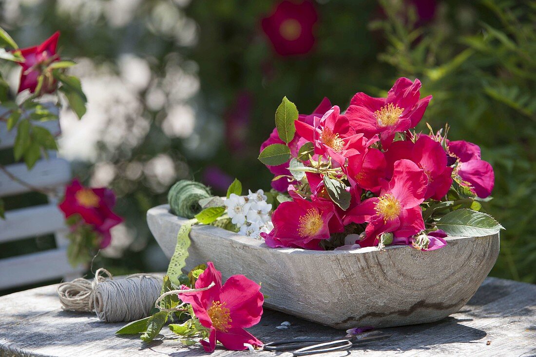 Fresh cut Rosa gallica 'scarlet fever' and R. multiflora