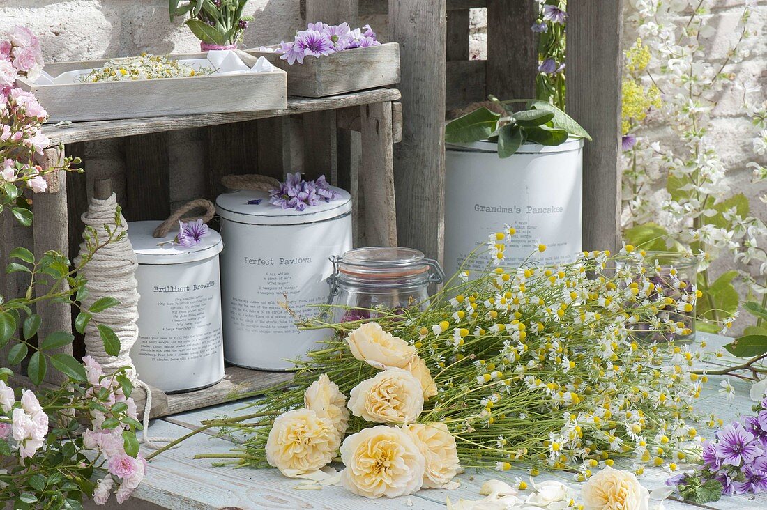 Preparing blossoms to dry for tea, chamomile