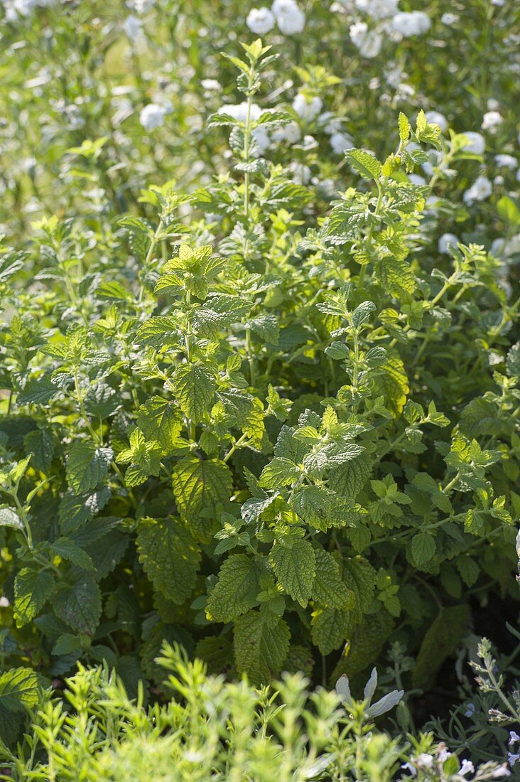 Lemon balm in flower bed