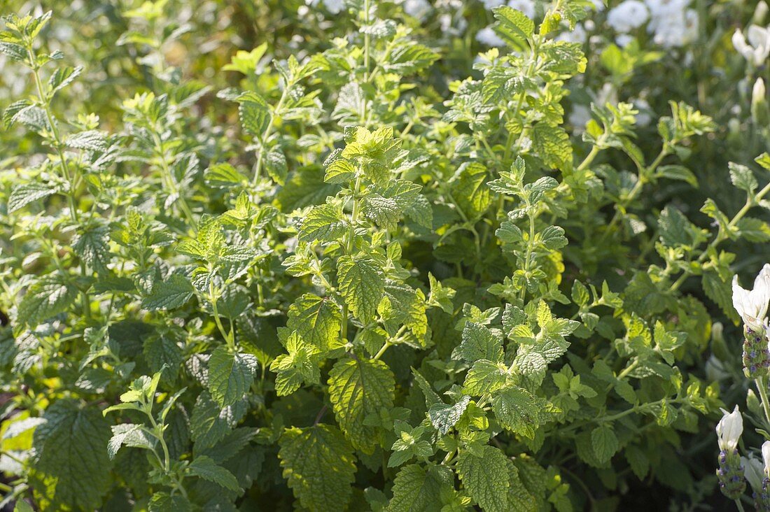 Lemon balm in flower bed