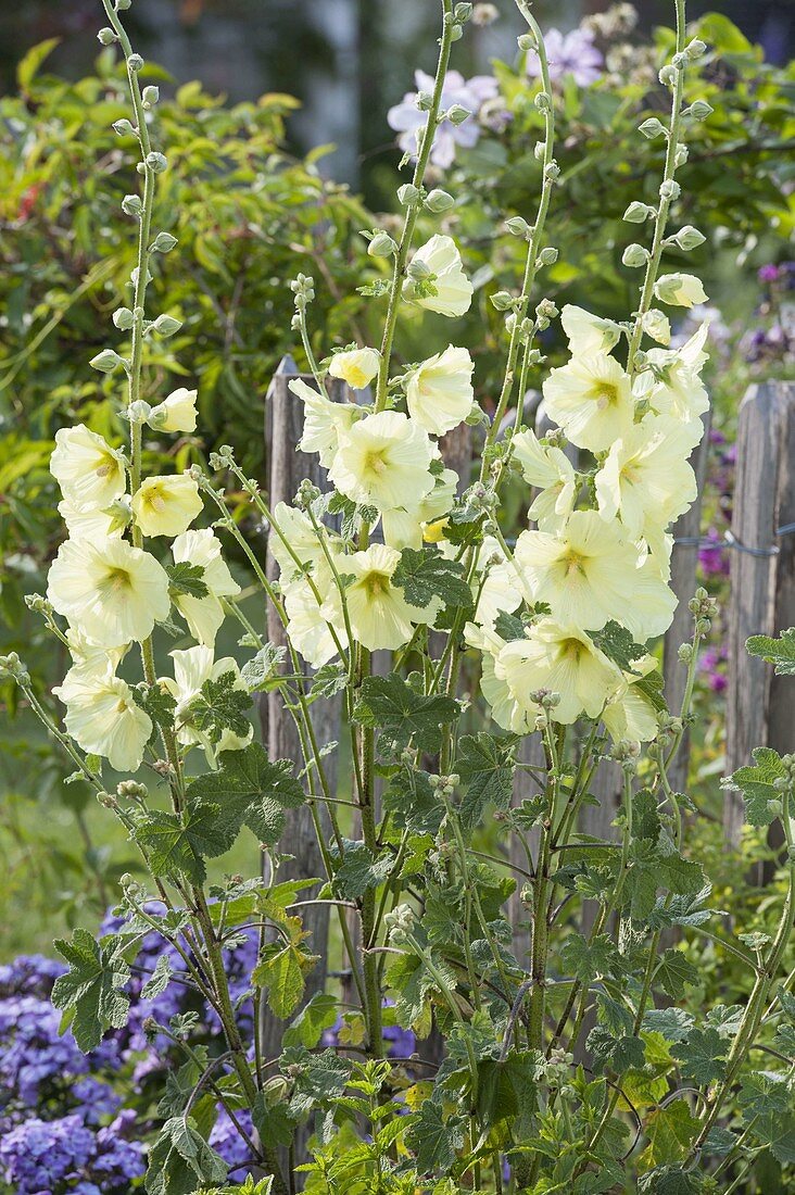 Alcea rugosa (Yellow Hollyhock, Russian Hollyhock)