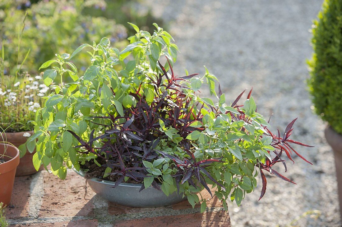 Bowl of lemon basil, Mukunu-Wenna