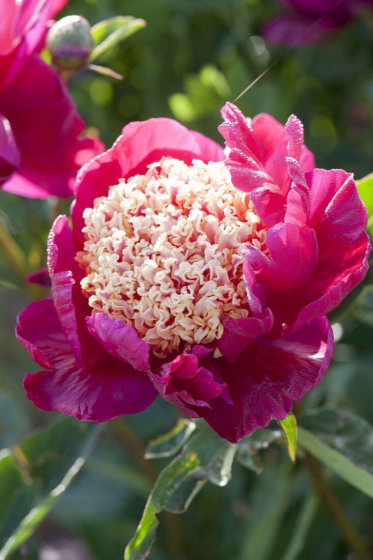 Paeonia lactiflora 'Tom Eckardt' (precious peony)