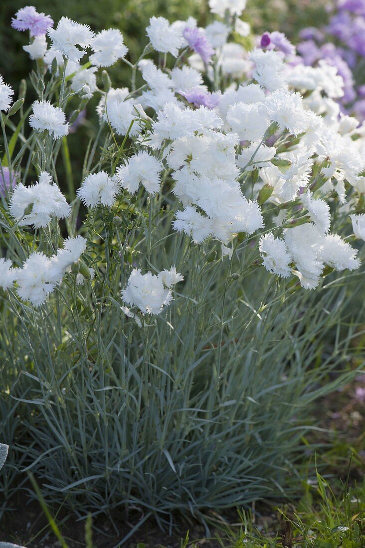 Dianthus gratianopolitanus 'Ohrid' (Peonies)