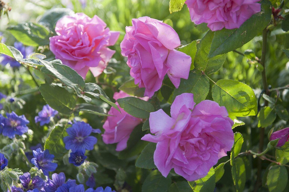 Rose 'Zephirine Drouhin', often flowering with a strong scent