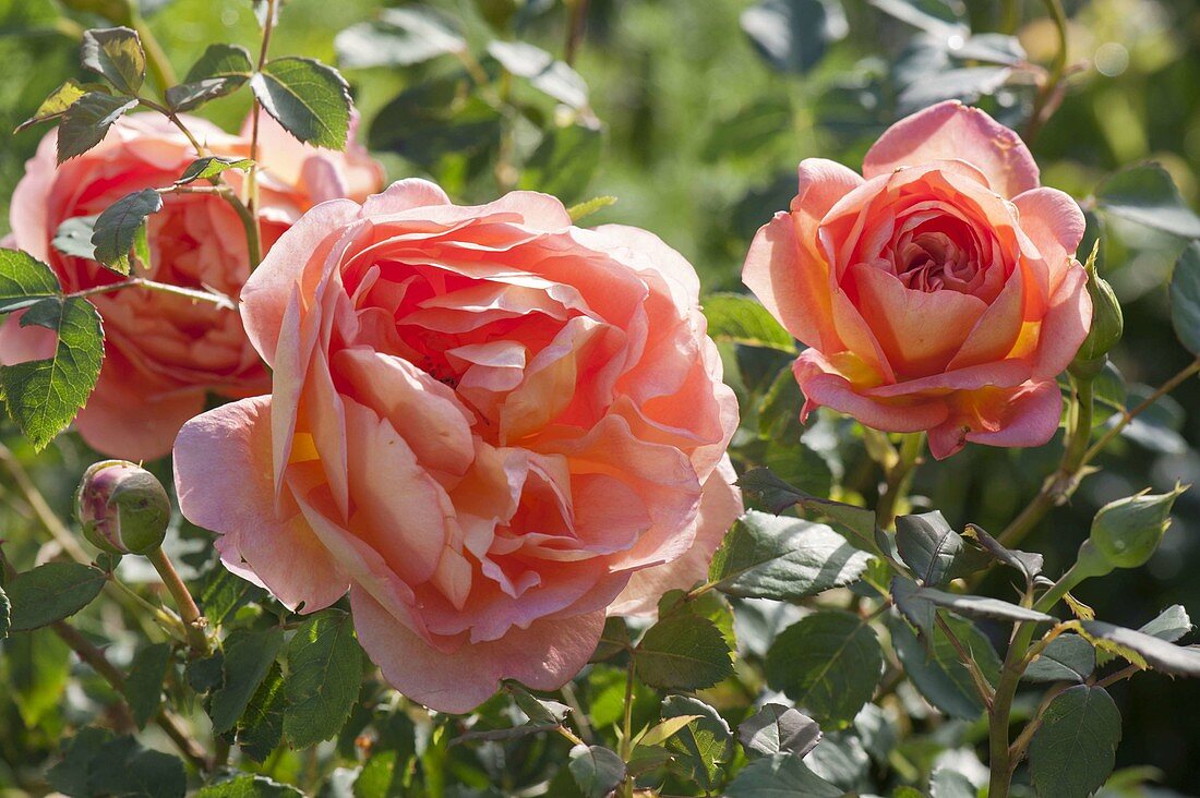 Pink 'Freisinger Morgenröte' (shrub rose) from Kordes