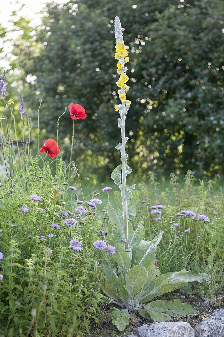 Verbascum bombyciferum (Mullein), Scabiosa columbaria