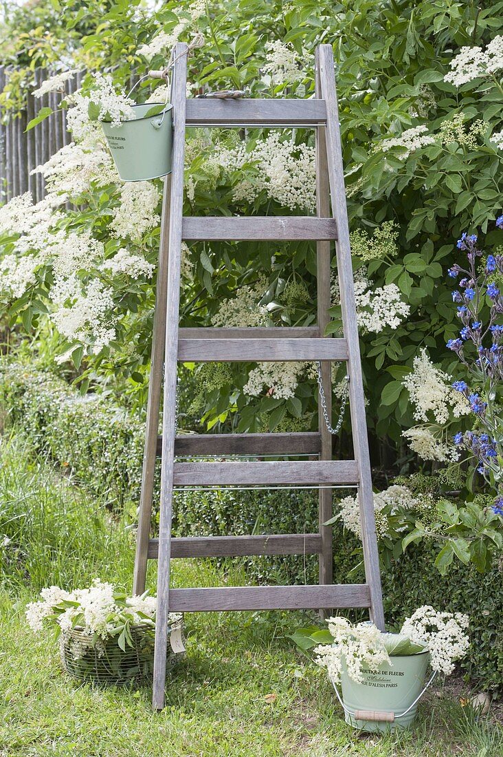 Blossoming elder and blossom harvest