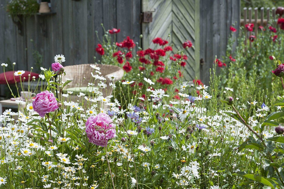 Daisies meadow with Paeonia