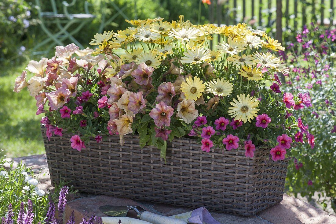 Lechuza box planted with Petunia 'Crazytunia terracotta'