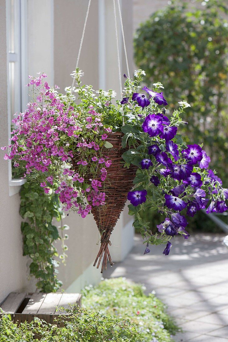 Korbampel mit Petunia 'Sanguna Radiant Blue' (Petunien), Diascia