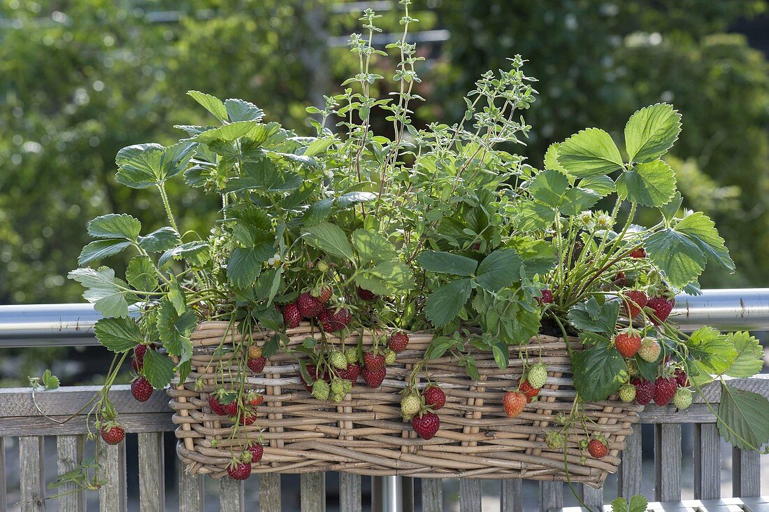 Basket with strawberries (Fragaria) and oregano (Origanum)