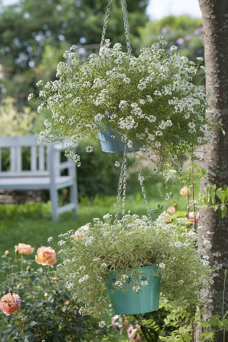 Lobularia 'Snow Princess' and 'Primavera Princess'