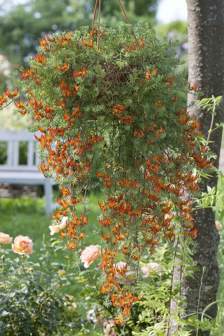 Hanging basket with lotus maculatus flower hanging on tree