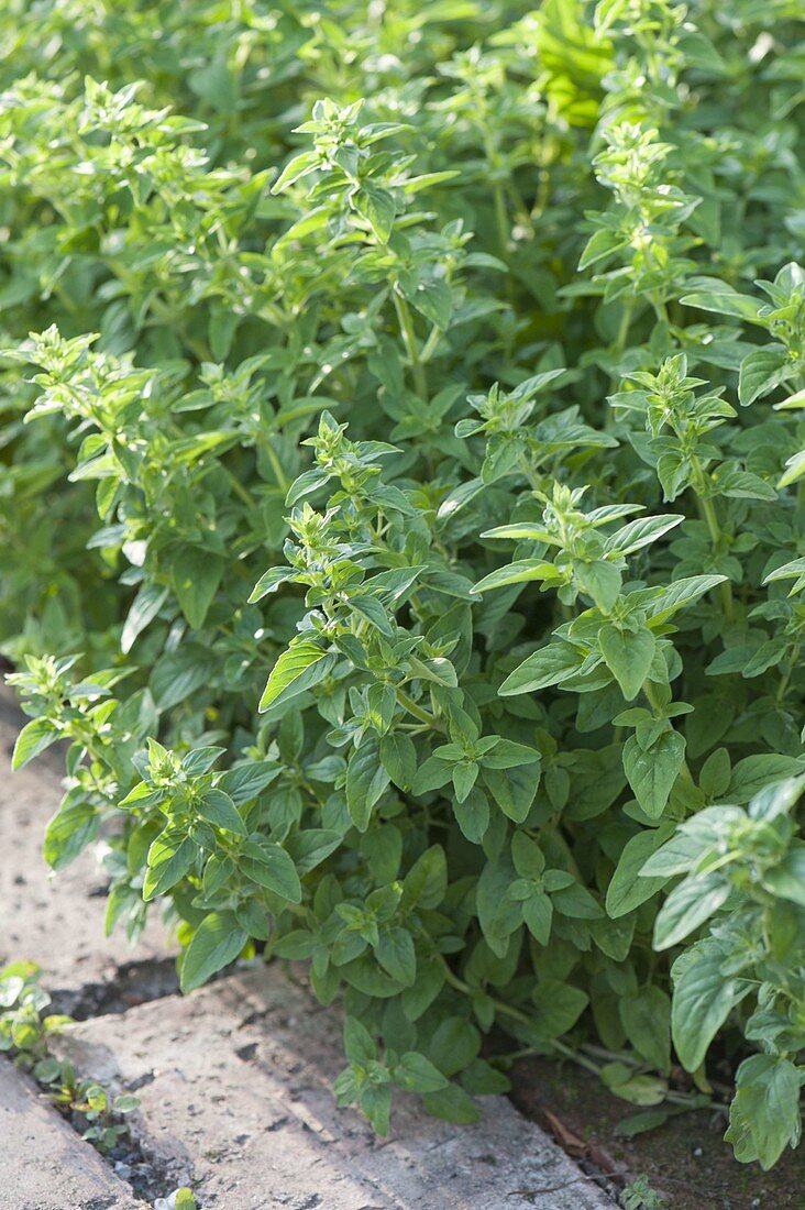 Oregano (Origanum) im Beet