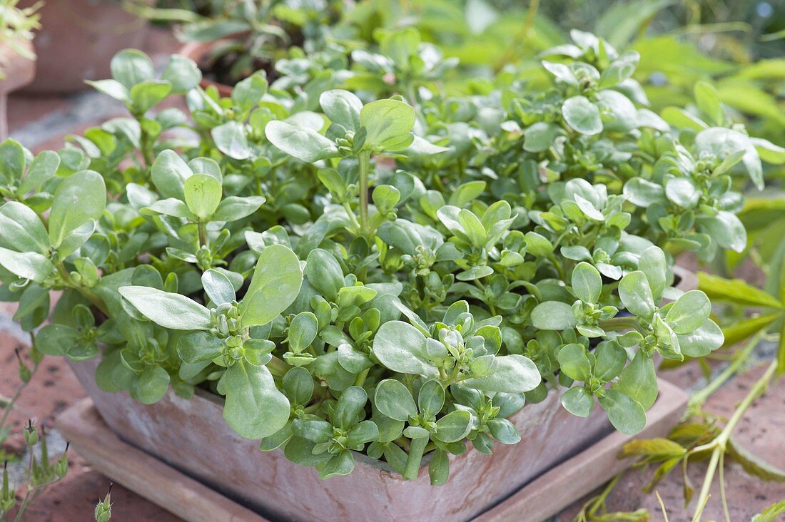 Portulaca in terracotta bowl