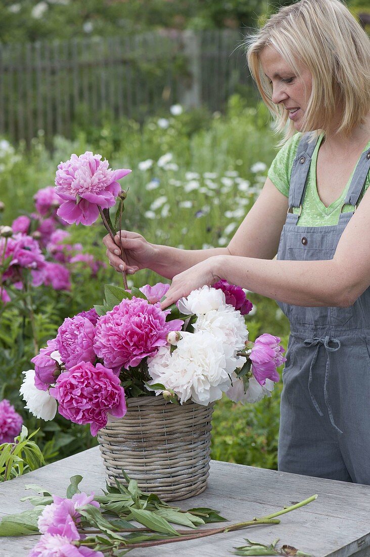 Frau steckt pink - weissen Strauss aus Paeonia (Pfingstrosen) und Gräsern