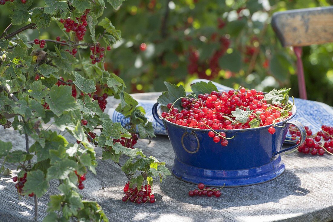 Frisch gepflueckte rote Johannisbeeren (Ribes rubrum)