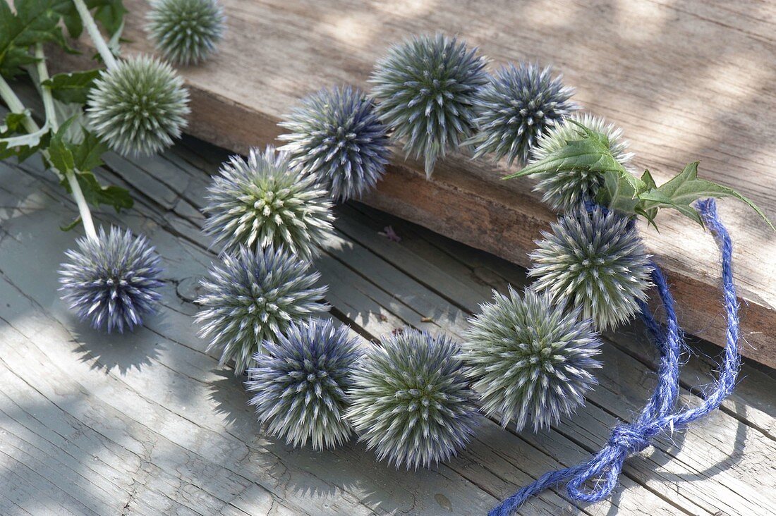 Echinops (Globular Thistle) wreath