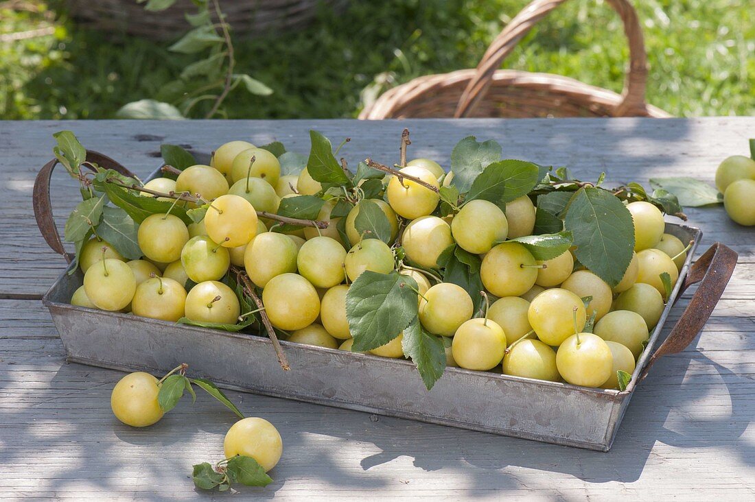 Freshly picked mirabelles (Prunus domestica subsp. Syriaca)