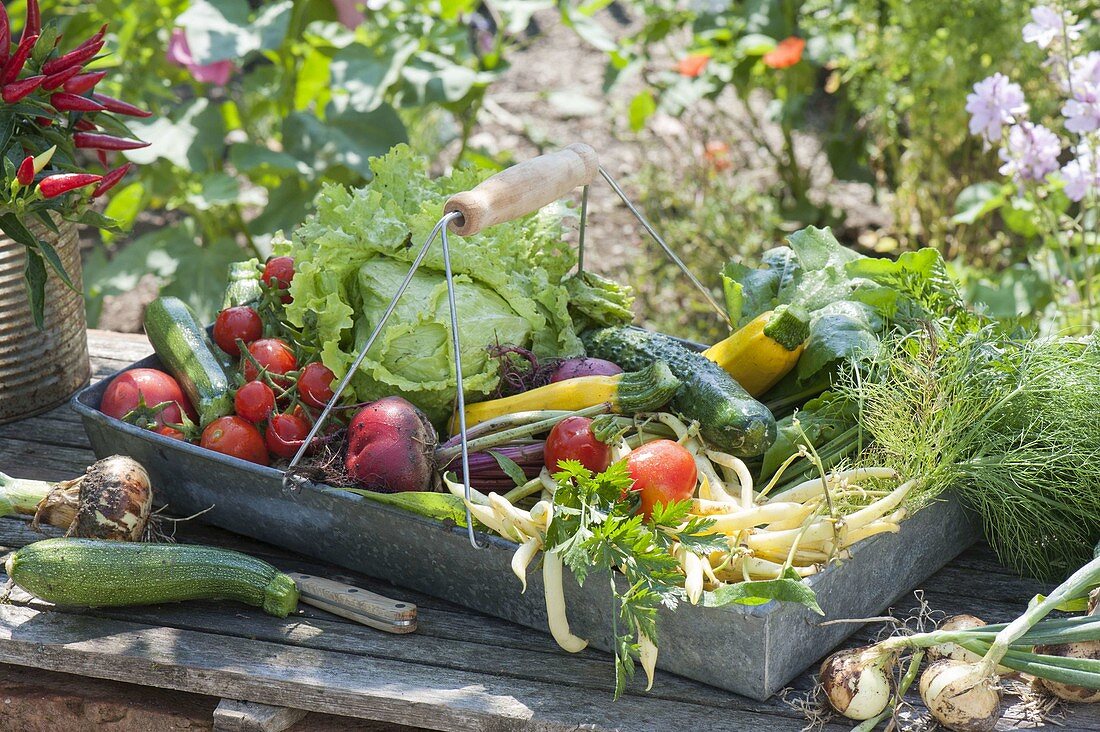 Metal basket with freshly harvested vegetables, tomatoes