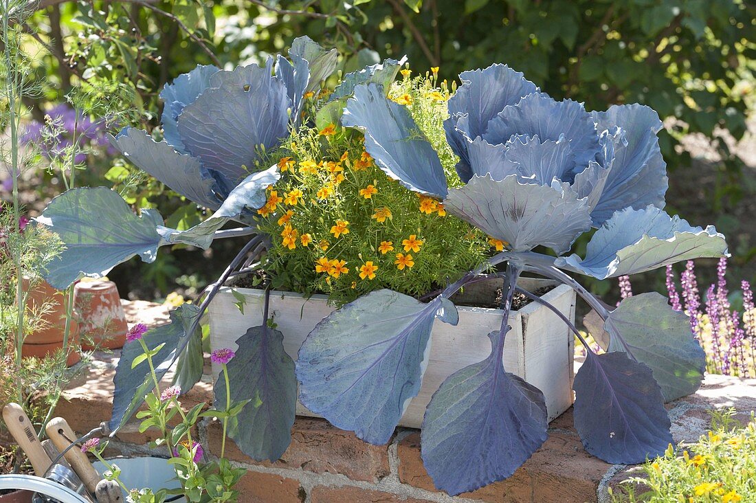 Kasten mit Rotkohl 'Integra' (Brassica) und Tagetes tenuifolia