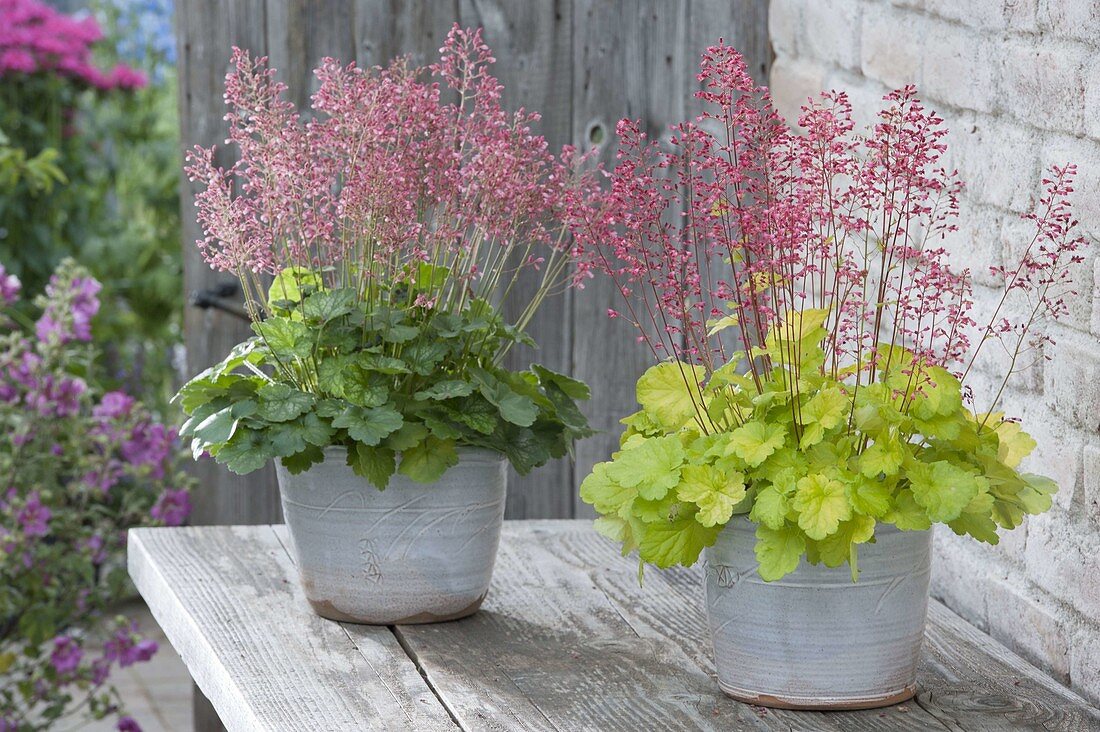 Flowering Heuchera 'Sweet Tart', 'Strawberry Swirls'