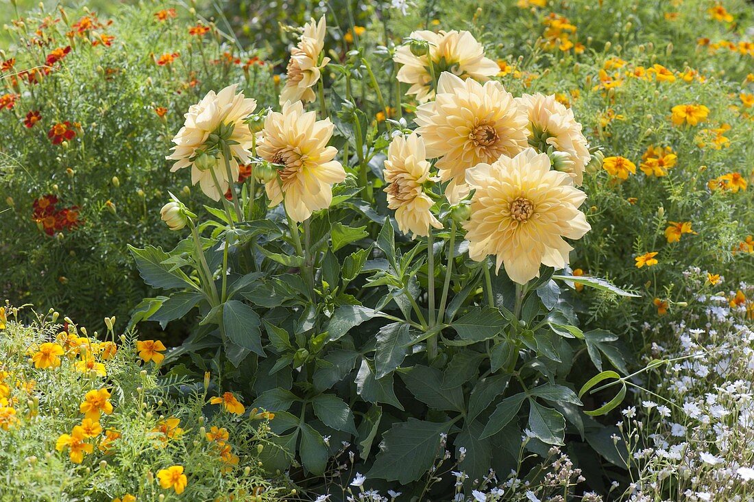 Dahlia (Dahlie) gelb inmitten von Tagetes tenuifolia (Gewürz-Tagetes)