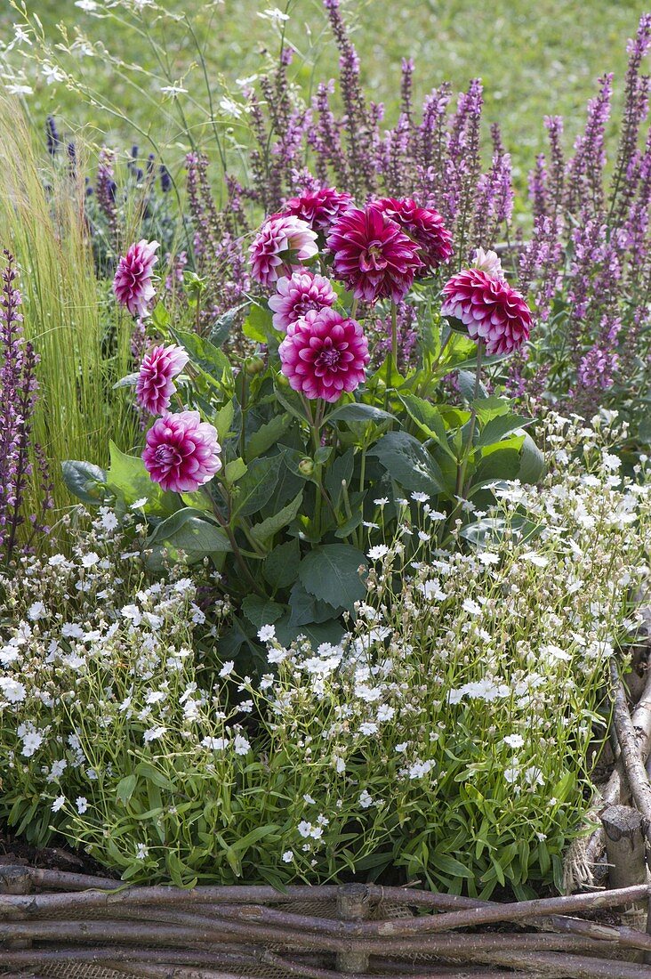 Dahlia 'Diabolo' (Dekorative Dahlie), Salvia nemorosa 'Amethyst'