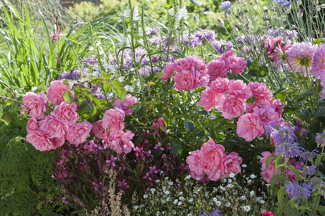 Rose 'Magic Meidiland', Gaura 'Lillipop pink', Monarda